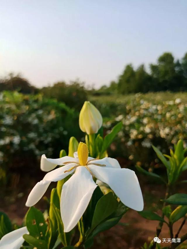 贵溪天禄镇500亩栀子花等你来观赏